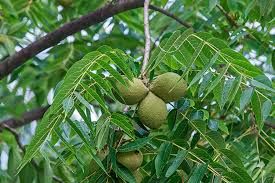 Black Walnut