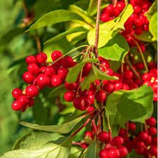 Schisandra Berry