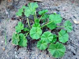 Mallow