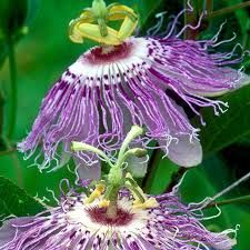 Passion Flower