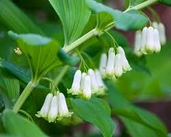 Solomon’s Seal