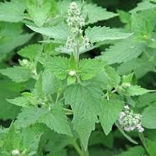 Catnip