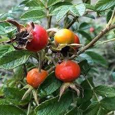 Rosehips (Rugosa)