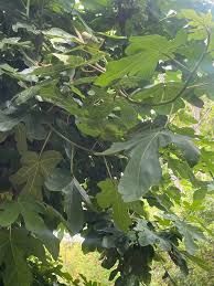 Fig Leaves