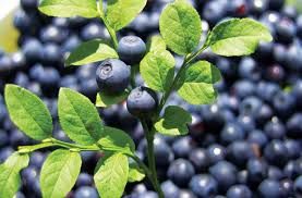 Bilberry