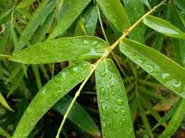 Bamboo