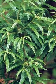 Sweet Fern