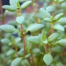 Thyme