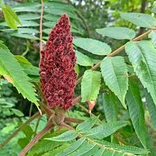 Sumac (Staghorn)
