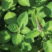 Holy Basil (Tulsi)