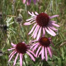 Echinacea Angustifolia