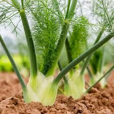 Fennel
