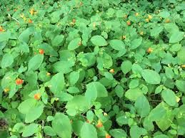 Jewelweed