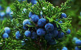 Juniper Berry
