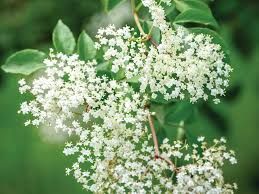 Elderflower