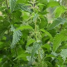 Nettles (Stinging Nettle)