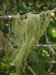 Usnea