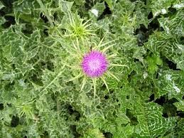 Milk Thistle