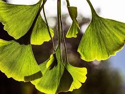 Ginko Biloba
