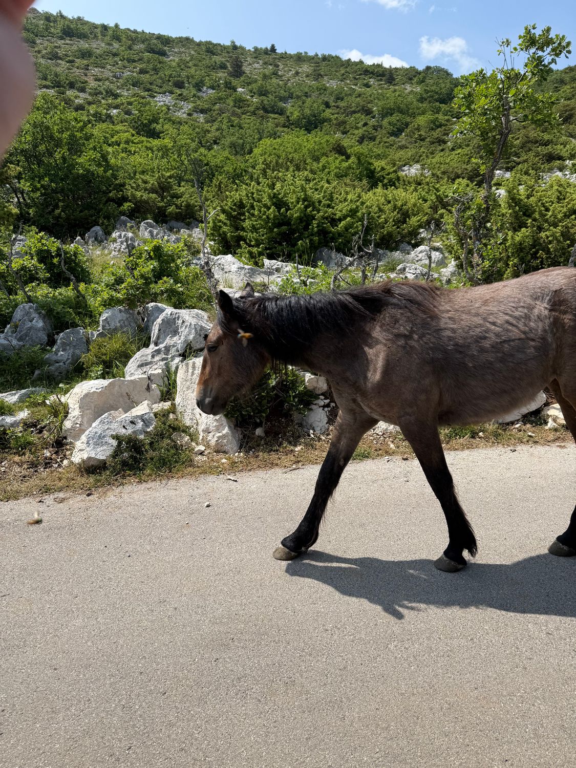 Granulowany Obornik Koński 20 kg DO Pomidorów Świeży Ekologiczny NAWÓZ EKO