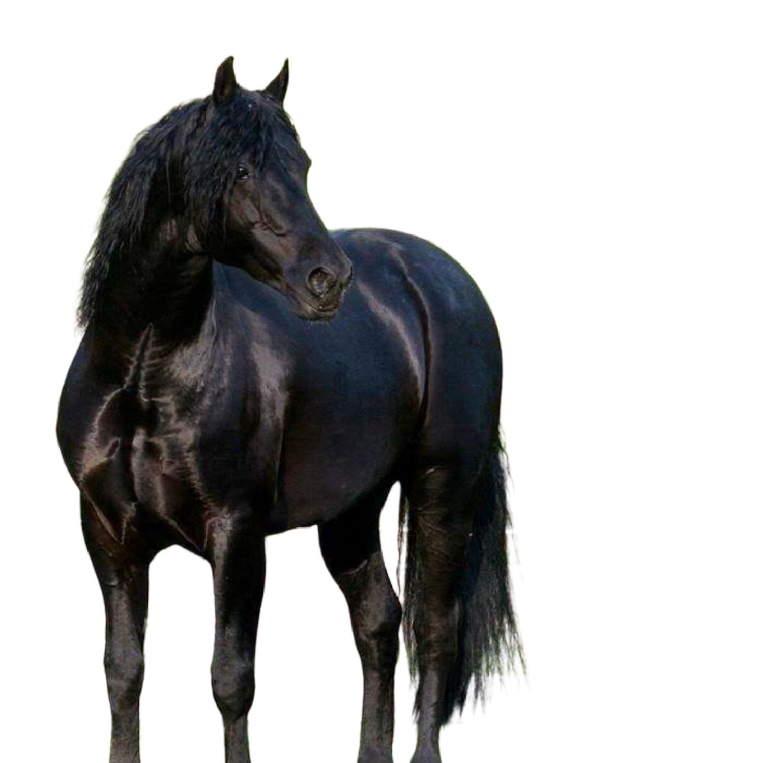 Nawóz Granulowany koński 10 kg ekologiczny naturalnie suszony