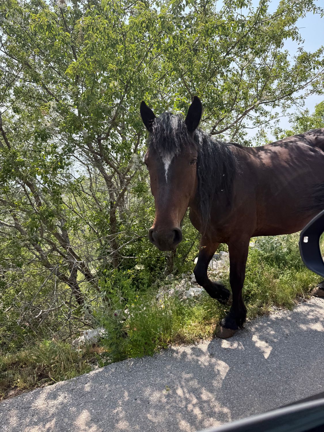Nawóz Granulowany koński 10 kg ekologiczny naturalnie suszony