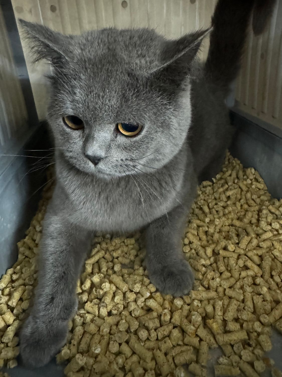 ZANĘTA Wędkarska 10 kg Pellet Kukurydza Granulowana 6mm Karpie Liny Jezior