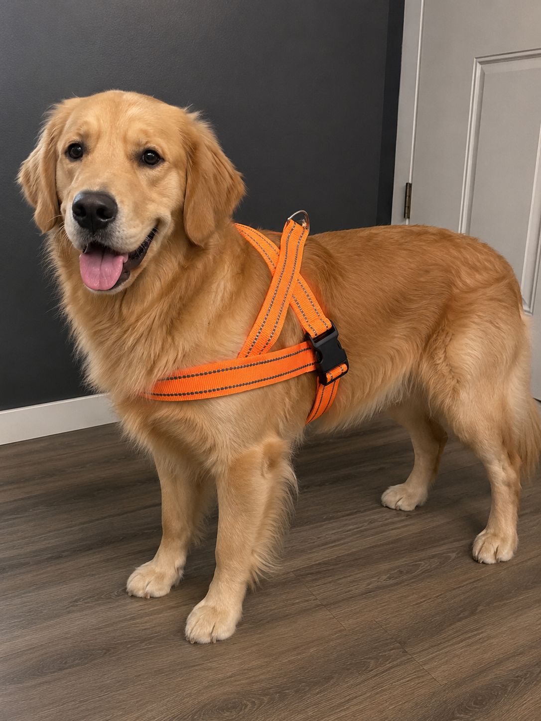 Dog Harness