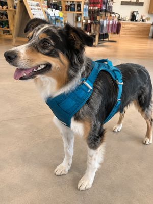 Blue Dog Harness