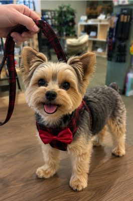 Bow Tie Harness
