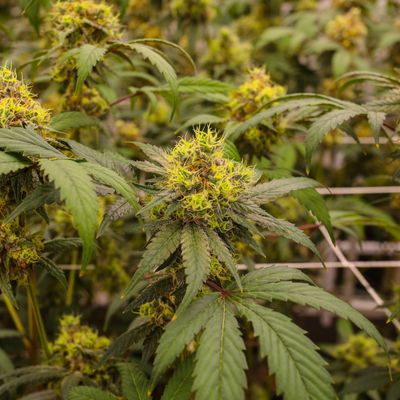 AAA Primo Indoor Raw Flower 2G