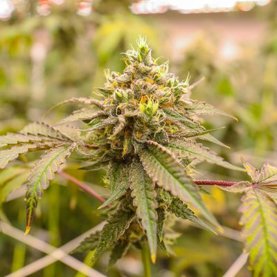 AAA Primo Indoor Pre-Rolls