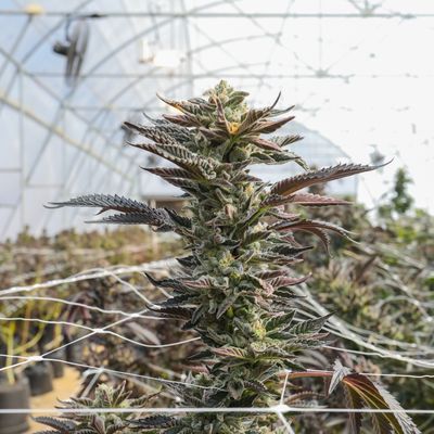 AAA Greendoor+ Pre-Rolls