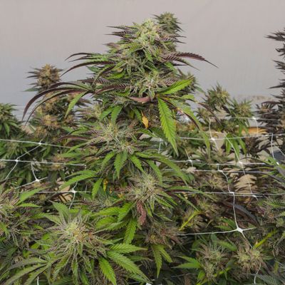 AAA Greendoor Pre-Rolls