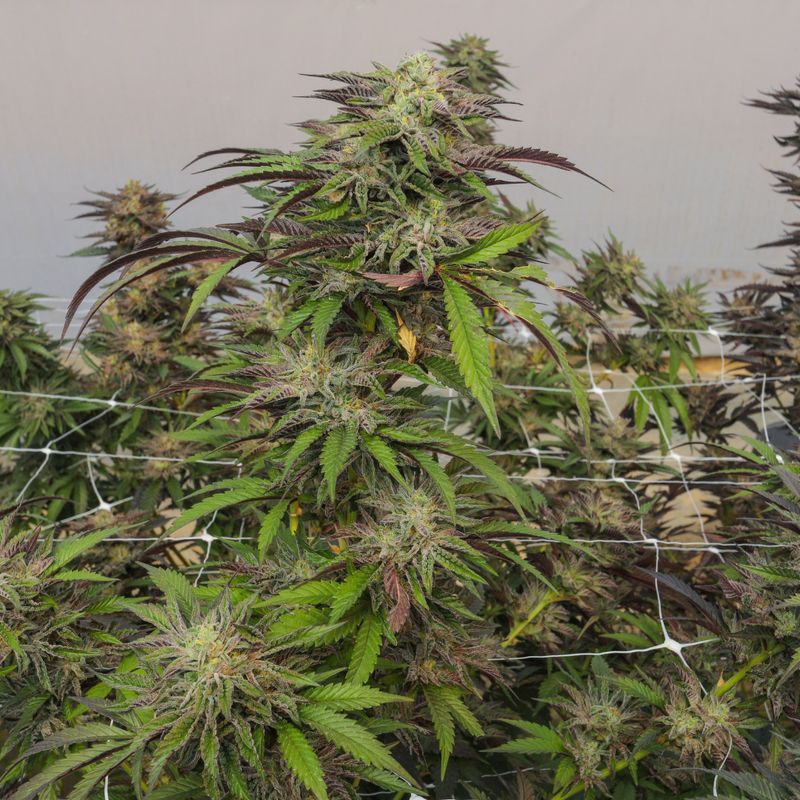 AAA Greendoor Pre-Rolls