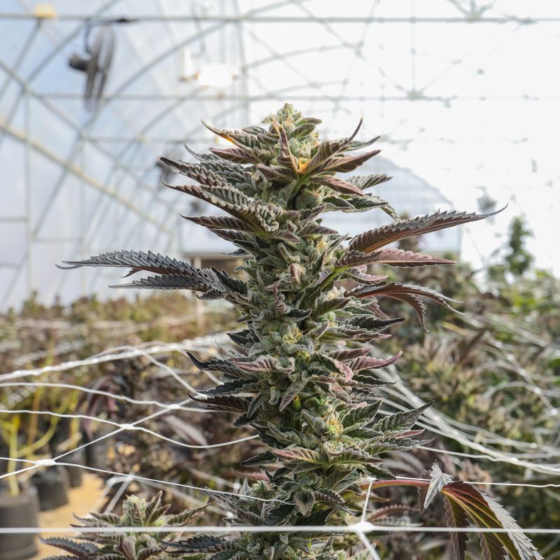 AAA Greendoor+ Pre-Rolls