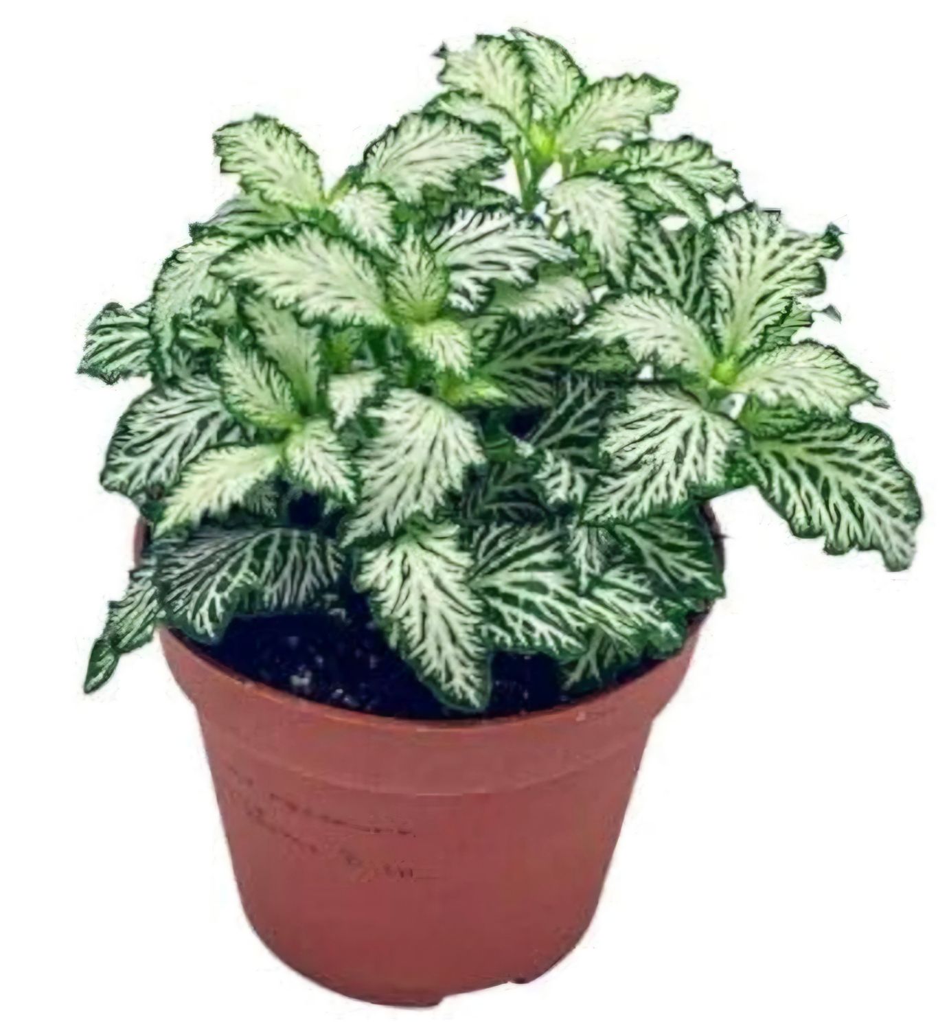 Fittonia