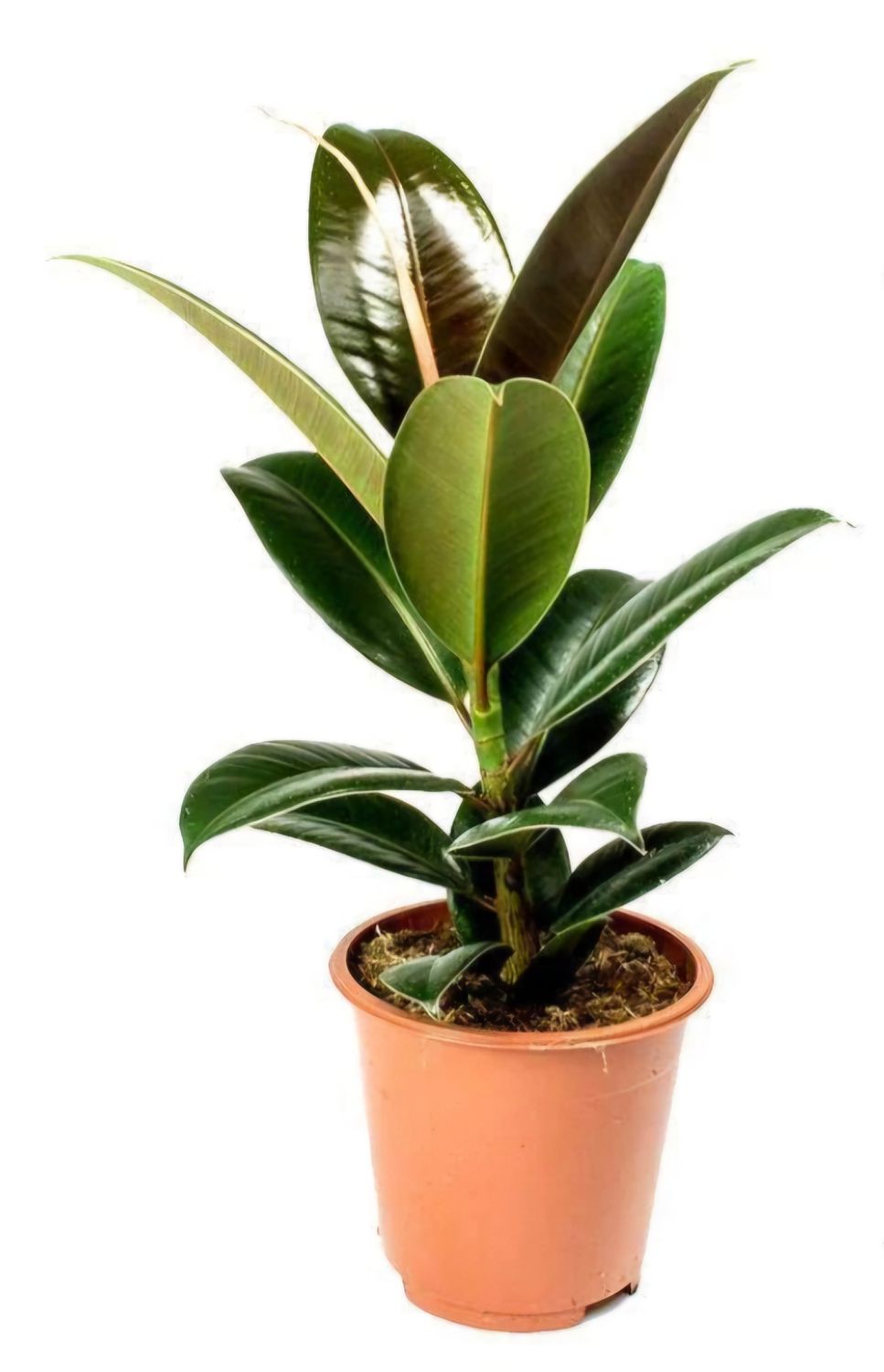 Rubber plant 