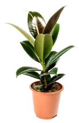 Rubber plant 