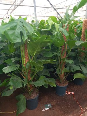 Monstera Deliciosa