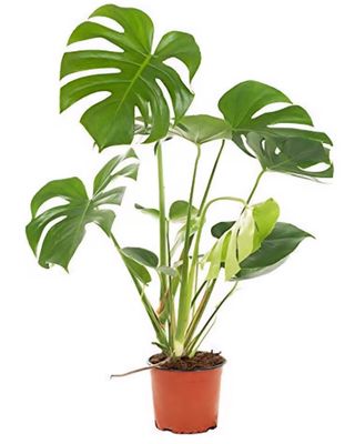 Photos are for illustration purpose 