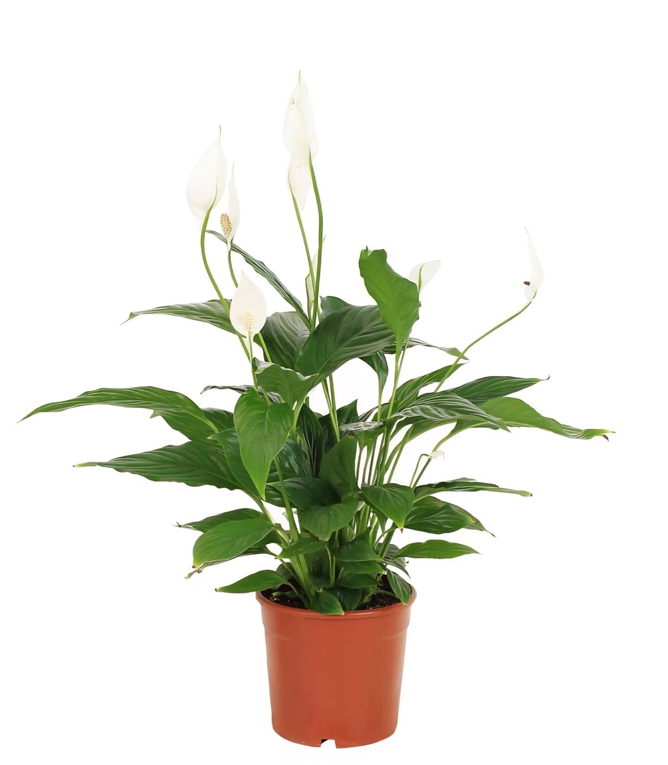 Peace Lily