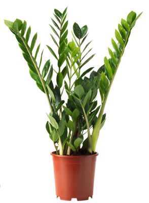 ZZ Plant
