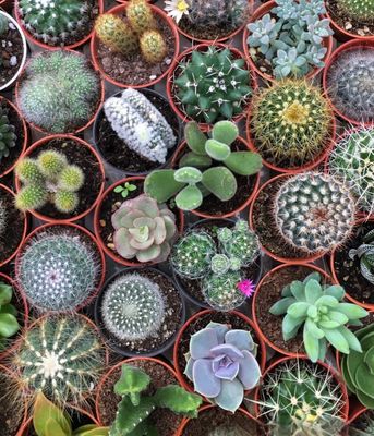 Cactus &amp; Succulents