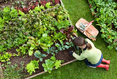 Vegetables &amp; Herbs
