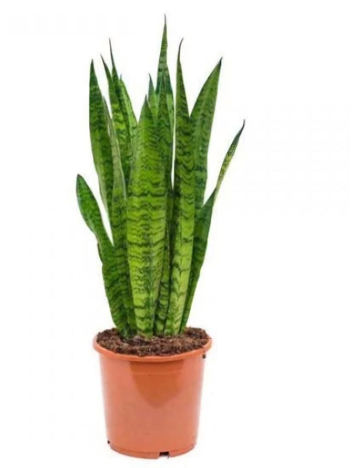 Photos are for illustration purpose 