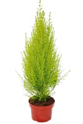 Photos are for illustration purpose