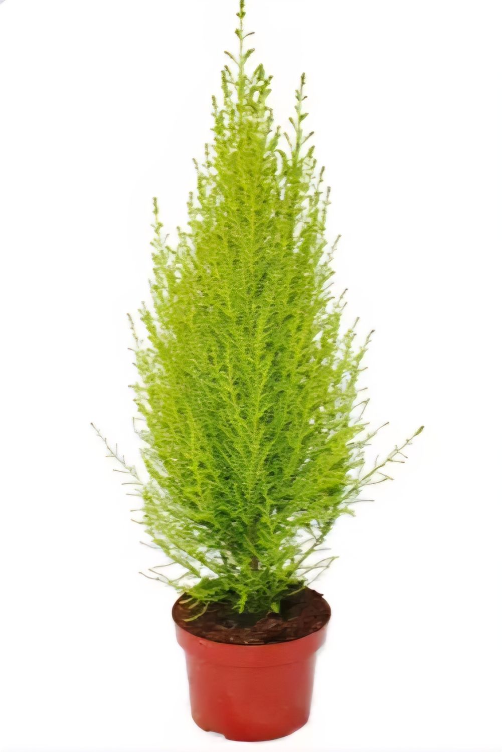 Photos are for illustration purpose