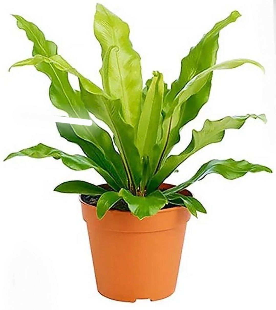 Photos are for illustration purpose