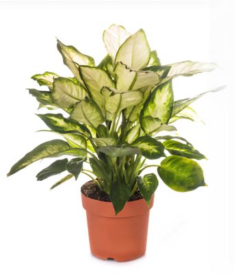 Photos are for illustration purpose